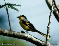 Short-billed Minivet - Pericrocotus brevirostris