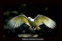 Sulphur crested Cockatoo