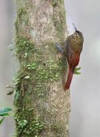 Spotted Woodcreeper (Xiphorhynchus erythropygius) photo