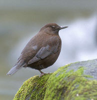 Brown Dipper (Cinclus pallasii) photo