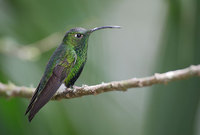 Mountain Velvetbreast (Lafresnaya lafresnayi) photo