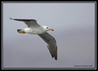 Belcher's Gull - Larus belcheri