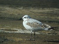 Mediterranean Gull - Larus melanocephalus