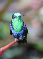 Green-crowned Woodnymph - Thalurania fannyi