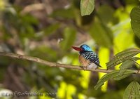 Banded Kingfisher - Lacedo pulchella