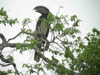 Trumpeter Hornbill - Ceratogymna bucinator