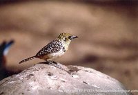 D'Arnaud's Barbet - Trachyphonus darnaudii