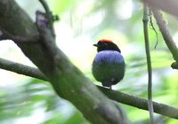 Blue-backed Manakin - Chiroxiphia pareola