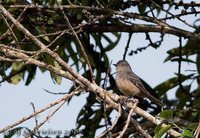 Rufous-tailed Tyrant - Knipolegus poecilurus