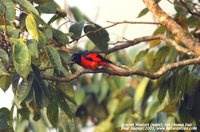 Scarlet Minivet - Pericrocotus flammeus