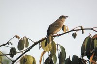 Olive-winged Bulbul - Pycnonotus plumosus