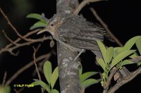 Thrush-like Wren - Campylorhynchus turdinus