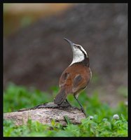 Bicoloured Wren - Campylorhynchus griseus