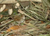 Rufous-tailed Robin - Luscinia sibilans