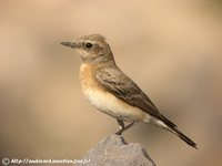 Black-eared Wheatear - Oenanthe hispanica