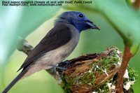 Black-naped Monarch - Hypothymis azurea