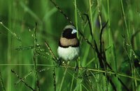 Chestnut-breasted Munia - Lonchura castaneothorax