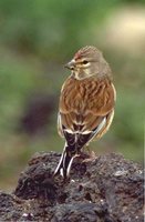 Eurasian Linnet - Carduelis cannabina