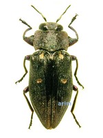 Chrysobothris succedanea - 배나무육점박이비단벌레