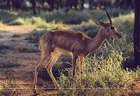 chinkara