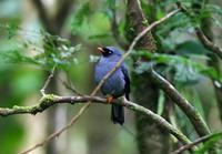 Black-faced Solitaire