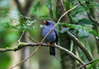 Black-faced Solitaire