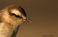 *NEW* Chalk-browed Mockingbird