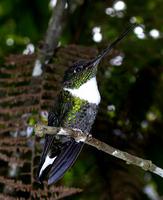 A Collared Inca perched near Bellavista.