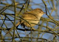 Rufous-fronted Prinia (Prinia buchanani)