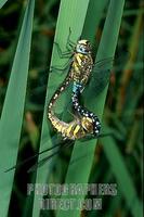 Migrant Hawker ( Aeshna mixta ) , fam . Hawkers , mating couple stock photo