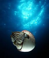 Emperor Nautilus - Nautilus pompilius pompilius