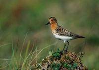 Spoon-billed               sandpiper, Eurynorhynchus pygmaeus