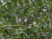 Common cuckoo Cuculus canorus