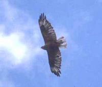 Upland Buzzard