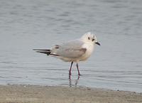 Saunders's Gull