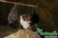 물윗수염박쥐(일명:우수리박쥐)(Daubenton's Bat)