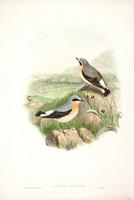 Richter after Gould Wheatear (Saxicola oenanthe)