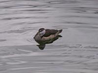 Cotton Pygmy Goose