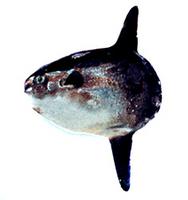 개복치 Mola mola (Linnaeus)