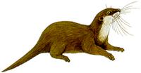 Oriental Small-Clawed Otter [Aonyx (Amblonyx) cinerea]