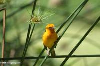 Male orange weaver (Ploceus aurentius) on a papyrus stalk