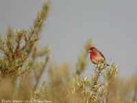 Roselin cramoisi           mâle (Carpodacus erythrinus)