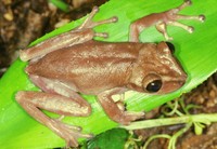 : Aparasphenodon bokermanni