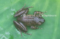 : Astylosternus perreti