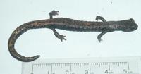 : Batrachoseps robustus; Kern Plateau Salamander