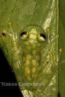 : Hyalinobatrachium valerioi; Reticulated Glass Frog