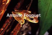 : Hypsiboas fasciatus; Rainette de G
