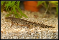 : Lissotriton boscai; Bosca's Newt