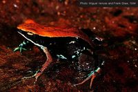 : Mantella betsileo