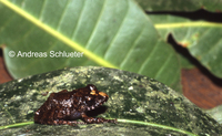 : Pristimantis altamazonicus